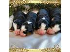 Female Bernese Puppies