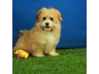 Maltipom Puppy for sale in Hickory, NC, USA