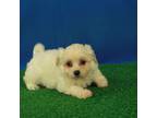 Maltipom Puppy for sale in Hickory, NC, USA