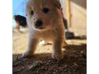 Great Pyrenees Puppy for sale in Yoder, CO, USA