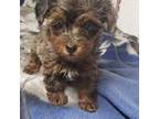 Mutt Puppy for sale in Pahrump, NV, USA