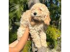 Cock-A-Poo Puppy for sale in Miami, FL, USA