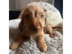 Dachshund Puppy for sale in Dushore, PA, USA