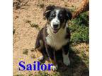 Australian Shepherd Puppy for sale in Jasper, AR, USA