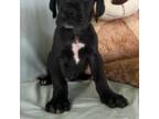 Great Dane Puppy for sale in Zion, IL, USA