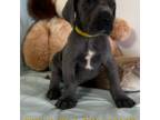 Great Dane Puppy for sale in Zion, IL, USA