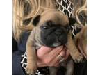 French Bulldog Puppy for sale in Edmond, OK, USA