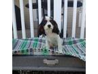 Cavalier King Charles Spaniel Puppy for sale in Mattoon, IL, USA