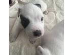 American Staffordshire Terrier Puppy for sale in Brooklyn, NY, USA