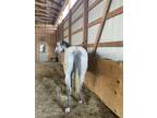 AQHA Gray Gelding