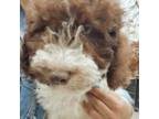 Spanish Water Dog Puppy for sale in Clementon, NJ, USA