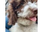 Spanish Water Dog Puppy for sale in Clementon, NJ, USA