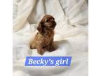 Becky Litter