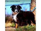 Australian Shepherd Puppy for sale in Tularosa, NM, USA