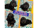 Silkywirehair Black/Tan female