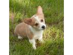 Pembroke Welsh Corgi Puppy for sale in Timpson, TX, USA