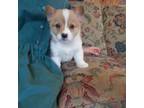 Pembroke Welsh Corgi Puppy for sale in Timpson, TX, USA