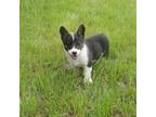 Pembroke Welsh Corgi Puppy for sale in Timpson, TX, USA