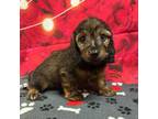 Dachshund Puppy for sale in Louise, TX, USA