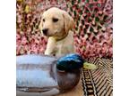 Labrador Retriever Puppy for sale in New Kent, VA, USA