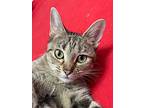 Luna, Domestic Shorthair For Adoption In Newaygo, Michigan