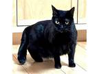 Rimi (mindy), Domestic Shorthair For Adoption In Santa Fe, New Mexico