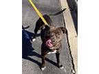 Starla, American Pit Bull Terrier For Adoption In Johnston, Rhode Island