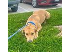 Daisy, Labrador Retriever For Adoption In Dana Point, California