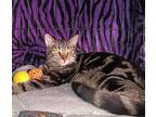 Maurice, Domestic Shorthair For Adoption In Staten Island, New York