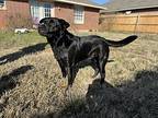 Angus, Labrador Retriever For Adoption In Newcastle, Oklahoma