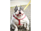 Gigi, American Pit Bull Terrier For Adoption In Sanger, California