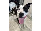 American Pit Bull Terrier For Adoption In Pomona, California