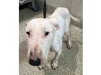 Bull Terrier For Adoption In Pomona, California