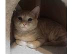 Foxy, Domestic Shorthair For Adoption In Palatine, Illinois