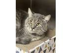 Rocky, Domestic Shorthair For Adoption In Herndon, Virginia