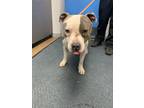 Gordon, American Pit Bull Terrier For Adoption In Madison, New Jersey