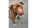 Hail Mary, American Pit Bull Terrier For Adoption In Richmond, Virginia