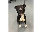 Wham, Bam, Thank You, Ma'am, American Pit Bull Terrier For Adoption In Richmond