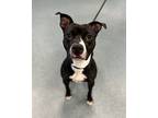 Pink Power Ranger, American Pit Bull Terrier For Adoption In Richmond, Virginia