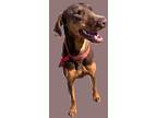 Klyde, Doberman Pinscher For Adoption In Grand Prairie, Texas