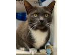 Dixie - Center, Domestic Shorthair For Adoption In Oakland Park, Florida
