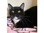 Rue, Domestic Mediumhair For Adoption In Wenatchee, Washington