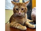 Larry, Domestic Shorthair For Adoption In Merriam, Kansas