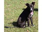 Cash 38550, Labrador Retriever For Adoption In Prattville, Alabama