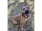 Carmen, American Staffordshire Terrier For Adoption In Heber Springs, Arkansas