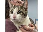 Alice, Domestic Shorthair For Adoption In Washington, District Of Columbia