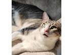 Theodore, Domestic Shorthair For Adoption In Spruce Grove, Alberta