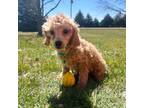 Poodle (Toy) Puppy for sale in Norfolk, NE, USA