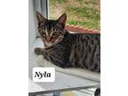 6362 Nyla, Domestic Shorthair For Adoption In Hartwell, Georgia