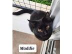 6307 Maddie, Domestic Shorthair For Adoption In Hartwell, Georgia